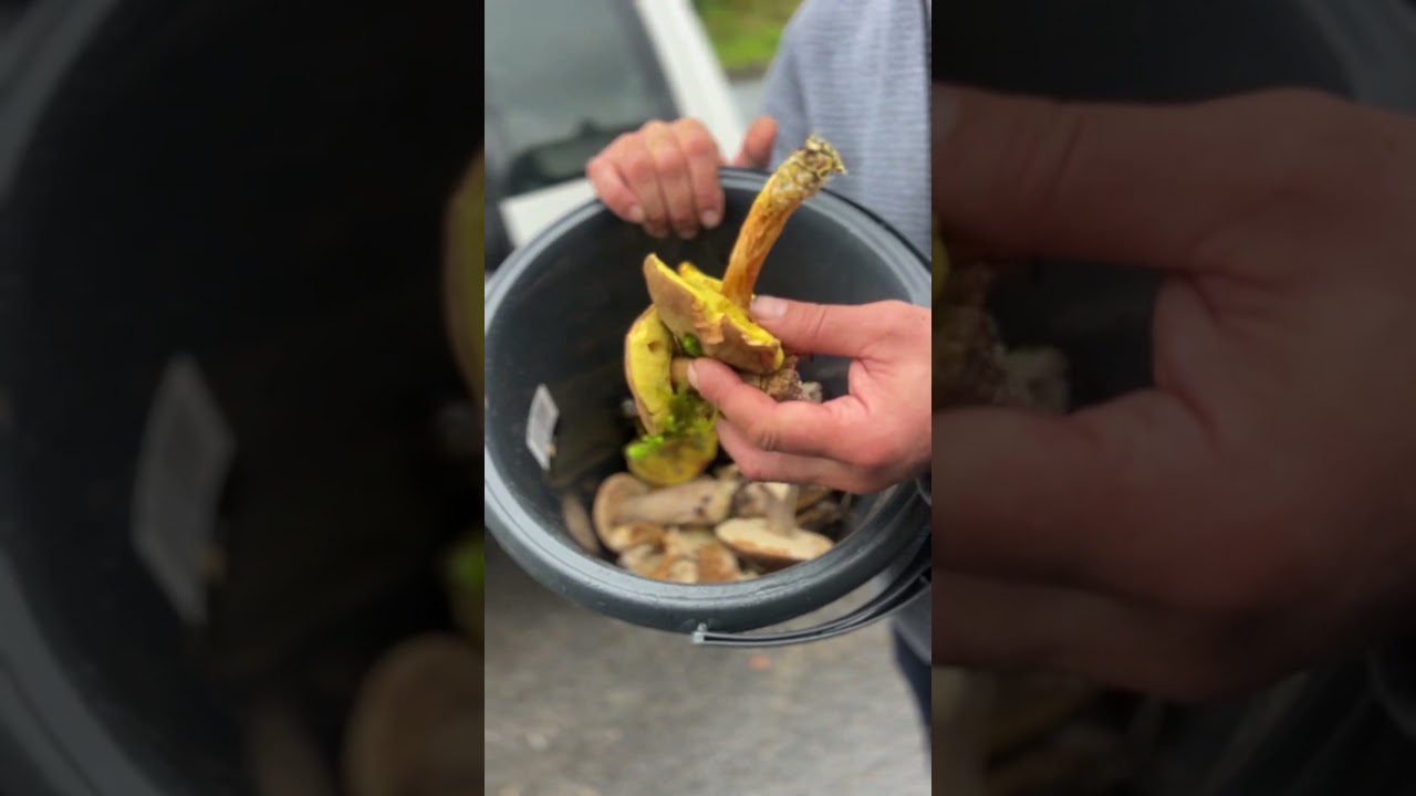 It’s Mushroom Foraging Season in Ireland!